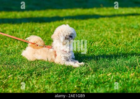 Ritratto di un fregio bichon close-up, il cane si trova sull'erba Foto Stock