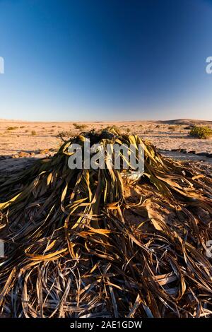 Welwitschia, è una misteriosa pianta selvaggia del deserto, "Welwitschia Drive" vicino a Swakopmund, deserto del Namib, Namibia, Africa meridionale, Africa Foto Stock