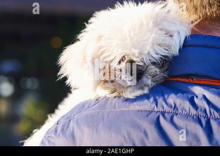 Bichon frize cane primo piano ritratto Foto Stock