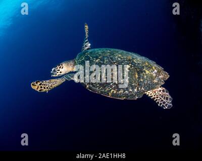 Pacific tartaruga embricata, Eretmochelys imbricata bissa, nuoto Foto Stock