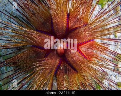 Blu-spotted urchin, Astropyga radiata Foto Stock