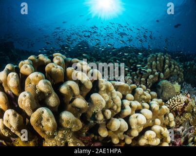 , Sipadan, Malaysia Foto Stock