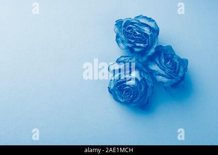 Rose fiori su un blu sfondo liscio. Trend di colorazione monocromatica. Spazio copia telaio orizzontale Foto Stock