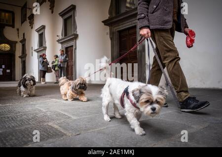 LUCCA, Italia - 24 novembre 2019: sconosciuto uomo cammina con tre cani nella loggia di palazzo ducale Foto Stock