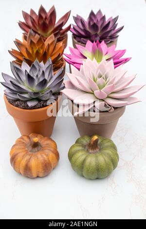 Vari colorati echeveria succulente piante casa in pietra pentole e piccole zucche su sfondo bianco Foto Stock