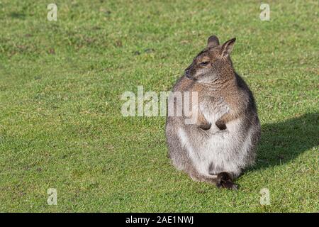 Un wallaby seduti al sole su erba e guardando a sinistra in abbondanza di spazio di copia Foto Stock