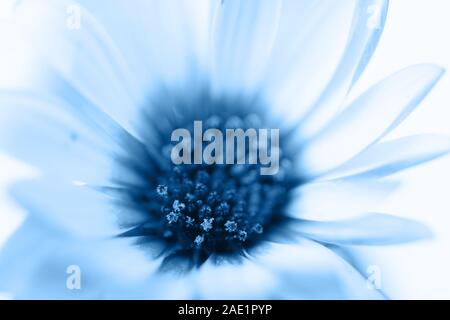 Close up osteospermum, classico sfondo blu, tonica, colore dell'anno 2020, il fuoco selettivo Foto Stock