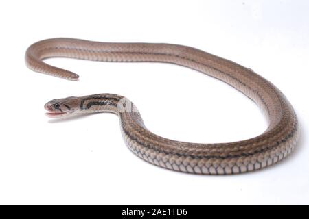 La bandiera a scacchi keelback (Fowlea piscator), anche conosciuto comunemente come l'acqua asiatico snake. La specie è endemica in Asia. Isolato su sfondo bianco Foto Stock