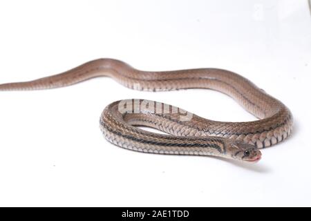 La bandiera a scacchi keelback (Fowlea piscator), anche conosciuto comunemente come l'acqua asiatico snake. La specie è endemica in Asia. Isolato su sfondo bianco Foto Stock