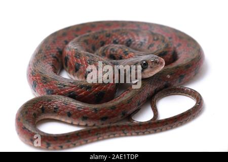 La bandiera a scacchi keelback (Fowlea piscator), anche conosciuto comunemente come l'acqua asiatico snake. La specie è endemica in Asia. Isolato su sfondo bianco Foto Stock