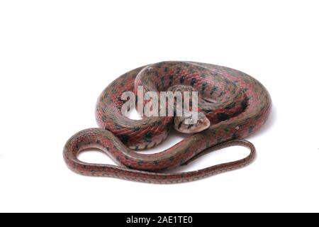 La bandiera a scacchi keelback (Fowlea piscator), anche conosciuto comunemente come l'acqua asiatico snake. La specie è endemica in Asia. Isolato su sfondo bianco Foto Stock