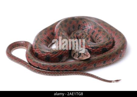 La bandiera a scacchi keelback (Fowlea piscator), anche conosciuto comunemente come l'acqua asiatico snake. La specie è endemica in Asia. Isolato su sfondo bianco Foto Stock