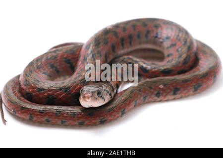 La bandiera a scacchi keelback (Fowlea piscator), anche conosciuto comunemente come l'acqua asiatico snake. La specie è endemica in Asia. Isolato su sfondo bianco Foto Stock