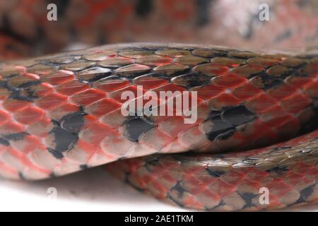 La bandiera a scacchi keelback (Fowlea piscator), anche conosciuto comunemente come l'acqua asiatico snake. La specie è endemica in Asia. Isolato su sfondo bianco Foto Stock