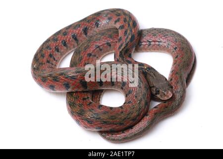 La bandiera a scacchi keelback (Fowlea piscator), anche conosciuto comunemente come l'acqua asiatico snake. La specie è endemica in Asia. Isolato su sfondo bianco Foto Stock