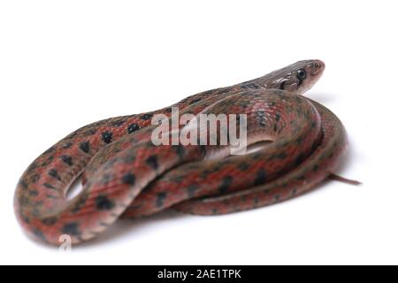 La bandiera a scacchi keelback (Fowlea piscator), anche conosciuto comunemente come l'acqua asiatico snake. La specie è endemica in Asia. Isolato su sfondo bianco Foto Stock