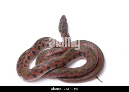 La bandiera a scacchi keelback (Fowlea piscator), anche conosciuto comunemente come l'acqua asiatico snake. La specie è endemica in Asia. Isolato su sfondo bianco Foto Stock