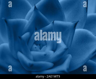 Close up echeveria in sfumature di blu classico, il colore dell'anno 2020, il fuoco selettivo Foto Stock
