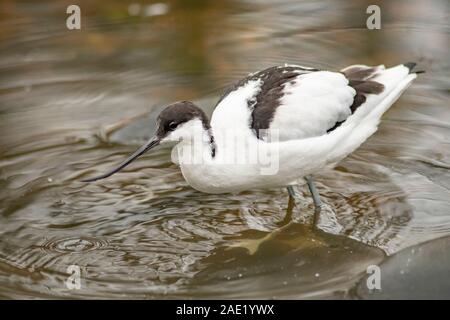 Avocet, Recurvirostra avosetta, alimentando nei fondali bassi, martin mere, lancashire, novembre Foto Stock