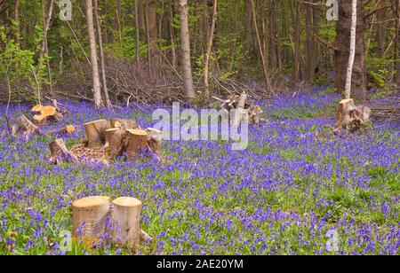 Sottoboschi freschi in un bluebell legno, Norsey Woods Essex. Foto Stock