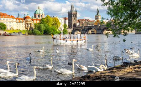 Piccola imbarcazione in legno con i turisti in gita e crociera sul Fiume Vltava cigni bianchi Charles Bridge Praga Repubblica Ceca. Foto Stock