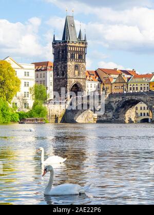 Due cigni bianchi sul fiume Moldava e la Torre del Ponte della Città Vecchia e il Ponte Carlo a Praga Repubblica Ceca. Foto Stock