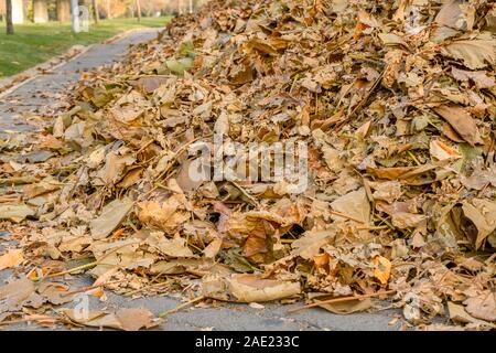 In prossimità di un palo di caduto foglie di autunno su strada asfaltata in un parco. Foto Stock