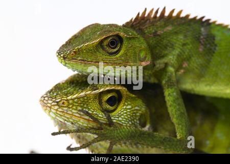 Bronchocela jubata, comunemente noto come la foresta maned lizard, è una specie di lucertola drago si trovano principalmente in Indonesia isolati su sfondo bianco Foto Stock