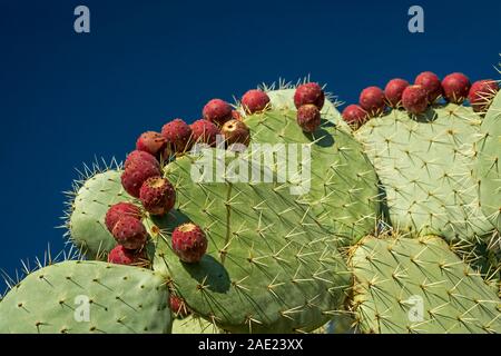 Righe di ficodindia CACTUS IMPIANTO ( OPUNTIA ) FRIUITS Foto Stock