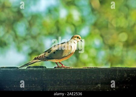 Bird lutto Colomba seduto sulla recinzione, Denver. Colorado, STATI UNITI D'AMERICA Foto Stock