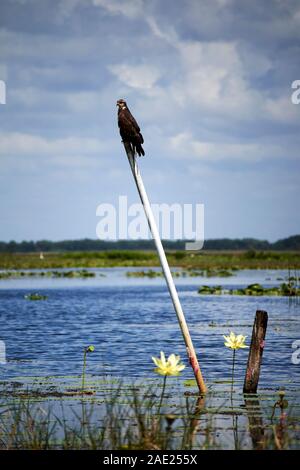 Lumaca femmina kite in pole al lago tohopekaliga central florida usa Foto Stock
