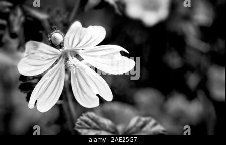 Bianco e nero cranesbill romantico fiore e bud sul drammatico scuro dello sfondo. Geranio. Wet rugiadoso fragile fioritura dettaglio, gocce d'acqua, foglie sfocate. Foto Stock