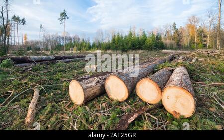 Abbattuto abete in legno gruppo di registri danneggiati nella foresta di autunno. Blue sky. Abbattimento degli alberi e opere forestali. Rurale scena. Il bostrico calamità. Il cambiamento climatico. Foto Stock