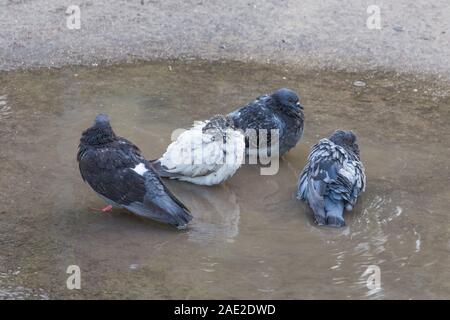 Wet piccioni sono seduti in una pozza in una giornata calda da qualche parte nelle strade della capitale di Francia a Parigi Foto Stock