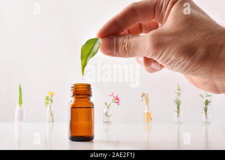 La medicina naturale concetto con mano con foglia caduta e cadere in un barattolo di vetro e le bottiglie con essenza di piante su tavolo e su sfondo bianco. Posizione orizzontale Foto Stock
