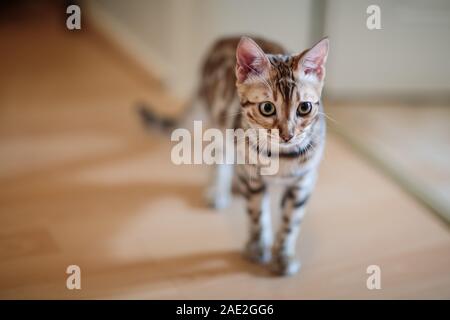 Giovani Gatto bengala ritratto in studio in corrispondenza della porta Foto Stock