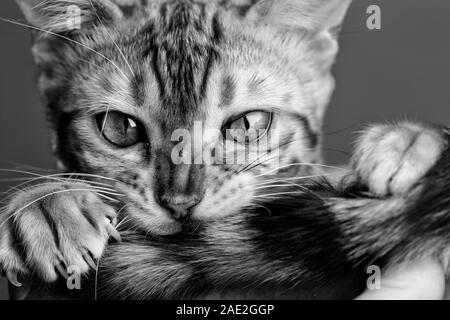 Giovani Gatto bengala ritratto in studio Foto Stock