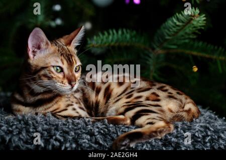 Giovani Gatto bengala ritratto in studio con decorazioni di Natale Foto Stock