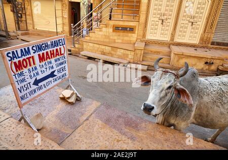 JAISALMER, India - 14 Marzo 2015: curioso mucca grigio guardando il cartellone del museo Moti Mahal nella città di Jaisalmer, India. Jaisalmer è una molto popolare per Foto Stock