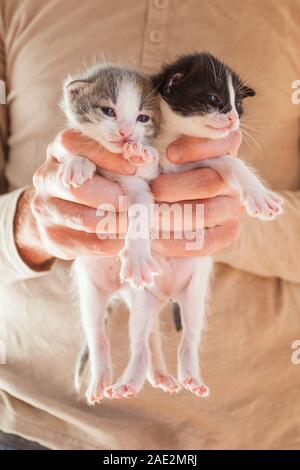 Molto poco striped gattini nelle mani di uomo. Foto Stock