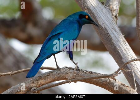 Maggiore blu-eared starling Lamprotornis chalybaeus appollaiato in piedi su un ramo di albero Okavango Delta Botswana Africa Foto Stock