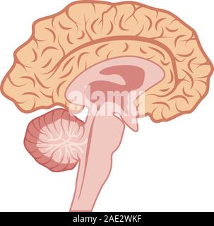 Illustrazione Vettoriale di umano cervello in sezione isolata su uno sfondo bianco Illustrazione Vettoriale