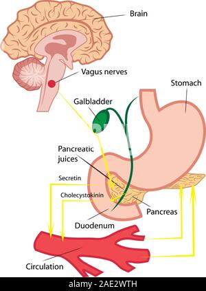 Secrezione pancreatica nel corpo umano illustrazione vettoriale infographics Illustrazione Vettoriale