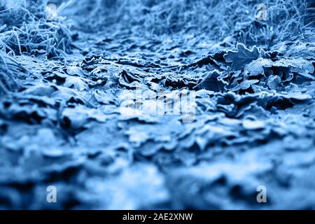 Abstract autunno sfondo, congelati foglie di quercia. Foto Stock