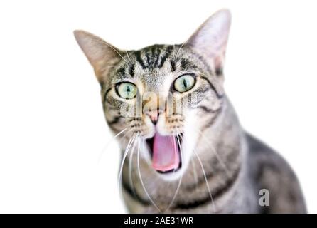 Un brown tabby domestico gatto Shorthair sbadigli con la sua bocca aperta Foto Stock