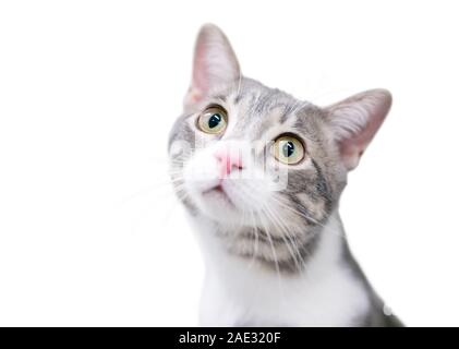 Un simpatico shorthair domestico gattino guardando verso l'alto con un wide-eyed espressione Foto Stock