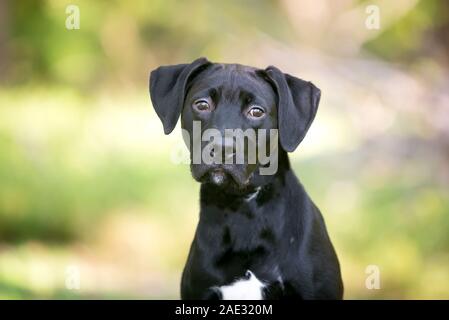 Un giovane nero Labrador Retriever di razza cane con grandi orecchie floppy Foto Stock