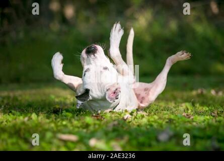 Un bianco e nero American Bulldog di razza mista di rotolamento del cane sulla sua schiena in erba Foto Stock