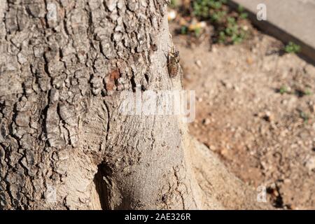 Cicala su un albero closeup Foto Stock