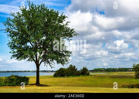 Unico albero vicino alla riva del fiume Cooper in Charleston, Carolina del Sud Foto Stock